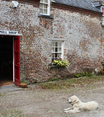Dog in front of cottage door